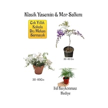 Mis Kokulu Klasik Yasemin+mor Salkım Ağacı Fidanı Tül Kuşkonmaz Peyzaj Seti
