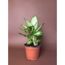 Difenbahya Dieffenbachia 'camille' 40 Cm Alacalı Yapraklı Form