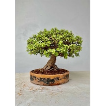 Minik Dev Para Ağacı Bonsai Jade 14 Yaş