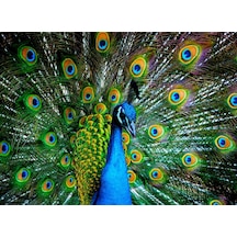 Nova Puzzle 41113 Kur Zamanı 1000 Parça Puzzle