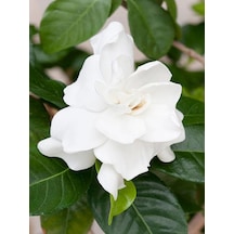 Şahane Kokulu Masa Çiçeği 1 Adet Gardenya Saksılı 30-45cm Gardenia Flower