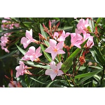 Zakkum Nerium Oleander 60-80 Cm 20 Adet