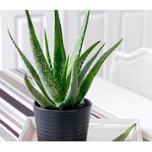 Alovera Çiçeği Fidanı 30-50cm Saksılı Çiçekli Bodur Bitkiler Aloe Barbadensis Miller