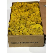 Reindermoss Şoklanmış Norveç Yosunu Terarium Yosunu Sarı 5 Kg.