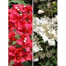 Begonvil Sarmaşık Kırmızı Beyaz Çiçekli 30 50 Cm 2 Adet Saksılı Balkon Çiçeği Bougainvillea