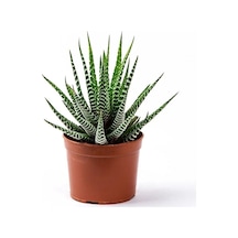 Haworthia Fasciata Yılan Derisi Zebra Sukulent Kaktüs Saksılı 003