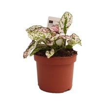 Hypoestes Hostes Fidanı 10-20 Cm