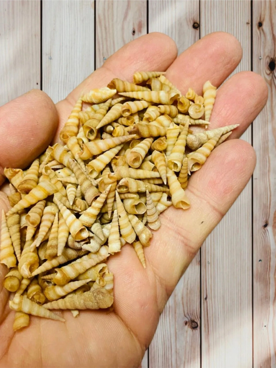 Dekoratif Gerçek Ithal Deniz Kabukları / Kına / Hediye / Dekorasyon / 30 Gram