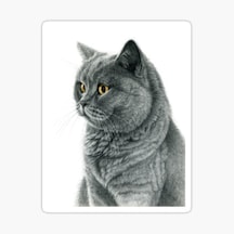 Chartreux Kedi Araba Oto Sticker Etiket Renkli V7
