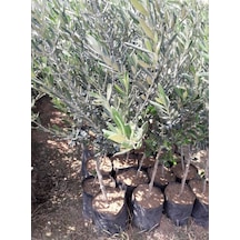 Gemlik Trilye Zeytin Fidanı