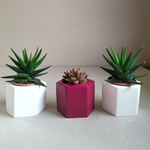 Haworthia Rigida & Grapto Sedum 3'lü Sukulent Seti | Kırmızı & Beyaz Seri