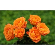 Aşılı Gül Fidanı Kayısı Somon Renk 15-25 Cm
