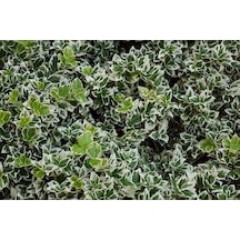 Gümüş Taflan Fidanı 20-40 Cm