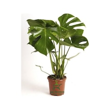 Deve Tabanı Hediyelik Salon Ofis Çiçeği 30-60cm Monstera Deliciosa