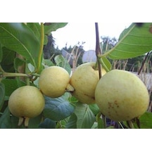 Doğal Sarı Guava Tohumu 10 Tohum