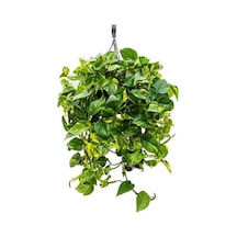 Pothos Sarmaşığı Epipremnum Aureum Bitkisi 10-20 Cm