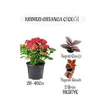 Kırmızı Ortanca Çiçeği 1 Adet Saksılı+ Telgraf Ve Yaprak Güzeli Çiçeği Hediyeli
