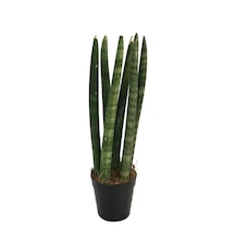 Sansevieria Cylindrica (Paşa Kılıcı)  Ø8,5 CM Y15-20 CM