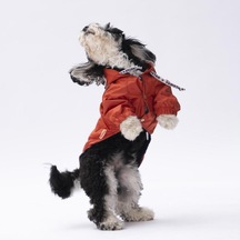 Pawstar Turuncu Pluvia Kedi Köpek Mont Kedi Köpek Kıyafeti
