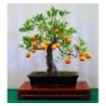 Bodur Bonsai Portakal Ağacı Tohumu Yetiştirme Kiti