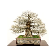 Nadir Ithal Bodur Enkiantus Bonzai Ağacı Tohumu Ekim Seti 5 Tohum Saksı Toprak Kombin