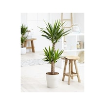 Yucca Çiçeği, İç Mekan Bitkisi 80-100 Cm Boyunda İki Adet