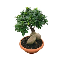 Ficus Microcarpa 'ginseng Bonsai'