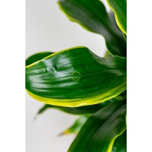 Dracaena Fragrans Dorado Bitkisi L Boy