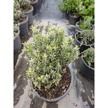 Taflan Çıtır 30-50 Cm