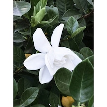 Videolu 1 Adet Beyaz Çiçekli Mis Kokulu Gardenya Çiçeği 20-30 Cm Saksılı İç Mekan Bitkileri Gardenia