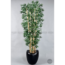 Zen Bambu Ağacı 240 Cm Mocha Bone Saksıda