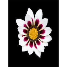 Videolu 10 Adet Beyaz Gazanya Çiçeği Fidanı 25-45 Cm Saksılı Çiçekli Bodur Bitkiler Gazania