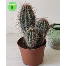 Pachycereus Pringlei Meksika Kaktüsü 1 Adet