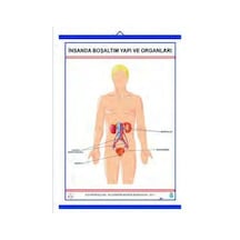 İnsanda Boşaltım Yapı ve Organları