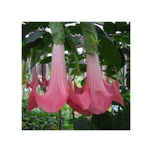 Pembe Melek Borazanı Çiçeği Fidanı 10-20 Cm