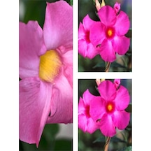 Videolu 3'lü Pembe Mandavilla Sarmaşığı Çiçeği Fidanı 40-60 Cm Saksılı Çiçekli Bodur Pink Mandevilla