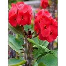 Kırmızı 1 Adet Milli Dikenler Tacı Çiçeği 15-30cm Saksılı Euphorbia