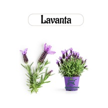 Aromatik Bitki Lavanta Fidesi, 1 Adet Saksılı, 20-30 Cm, Mor Genel