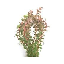 Rotala Rotundifolia Reddish Vietnam Saksı Canlı Bitki