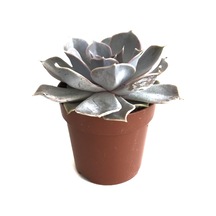 Echeveria Lilacina Sukulent Ø8,5 Cm Y10-15 Cm