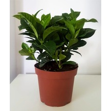 Gardenya Canlı Çiçek