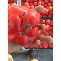 Yerli Köy Domatesi Tohumu