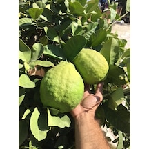 Tüplü Çok Nadir Bulunan İri Ponderosa Limonu Fidanı 2 Yaş 80-100