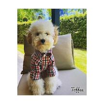 Miniş Pet Butik Kareli Kedi Köpek Gömlek
