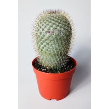 Mammillaria Haageana Koleksiyonluk Çok Dikenli Kaktüs 8.5 Cm
