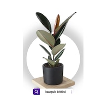 Kauçuk Bitkisi Ficus Elastica Tek Gövdeli 70-90cm