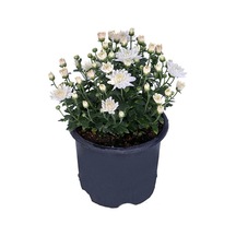 Chrysanthemum Beyaz Renk Kasımpatı Çiçeği 1 Adet Saksılı Salon Çiçeği