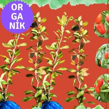 Organik Goji Berry Fidanı Kurtüzümü 4 Adet- Sarmaşık Türü