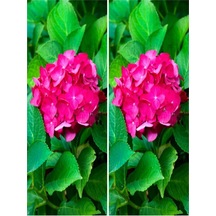 2 Adet Canlı Fuşya Renk Çiçekli Ortanca Fidanı 30-60 Cm Tüplü Çiçekli Bodur Hydrangea