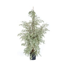 Benjamin Bitkisi 110 120 Cm Benjamin Ficus Starlight Ev Bitkisi Ofis Bitkisi Salon Bitkisi